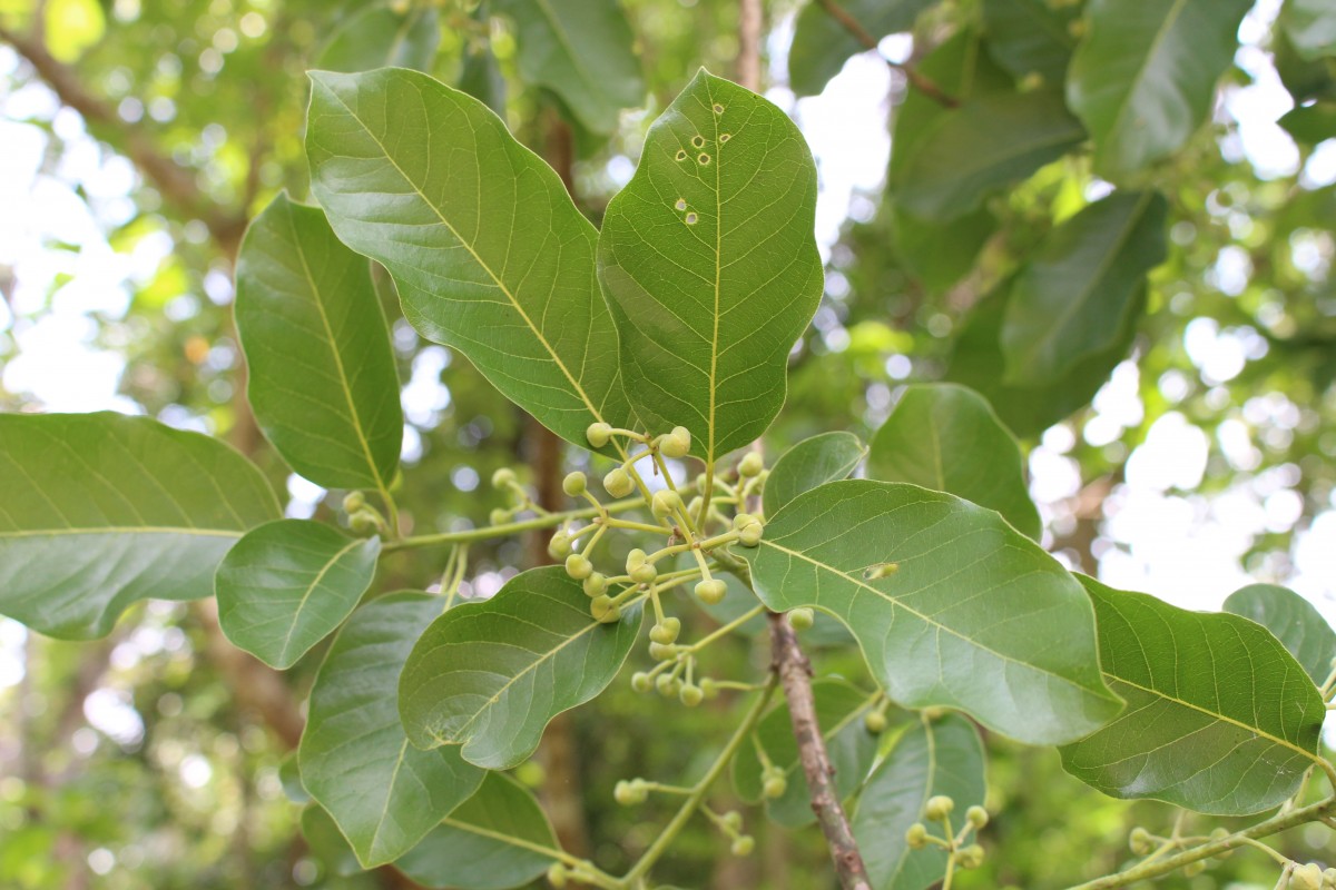 Litsea glutinosa (Lour.) C.B.Rob.